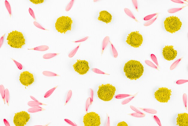 Chrysanthemum flowers and pink petals on white background