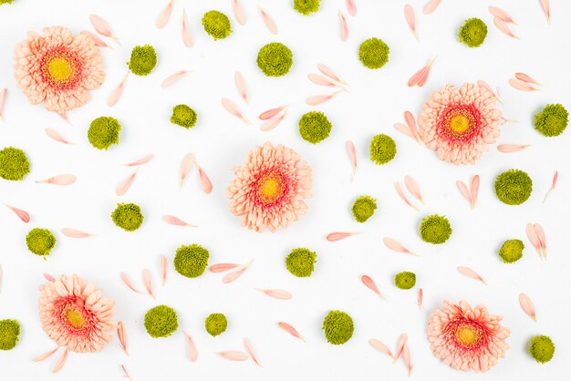 Chrysanthemum and gerbera flowers with petals on white background