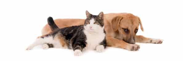 Free photo chubby domestic cat leaning on a brown puppy lying on a white surface