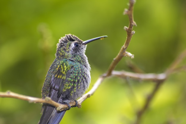 Chubby hummingbird with dripping nectar on its beak, standing on a branch in a green forest
