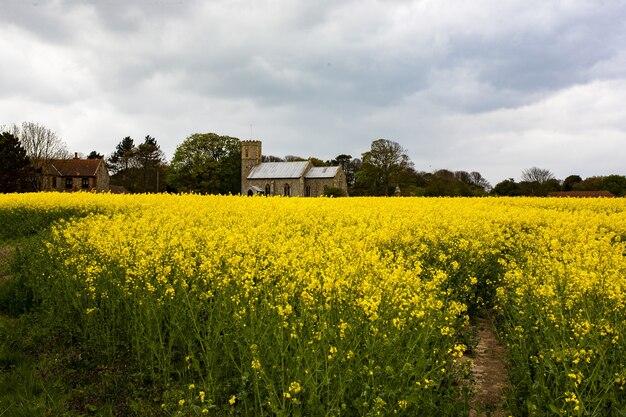 Church in the vast field with yellow rapeseed in Norfolk, UK