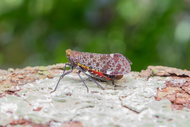 Free photo cicada