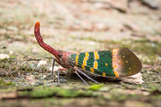 Cicada