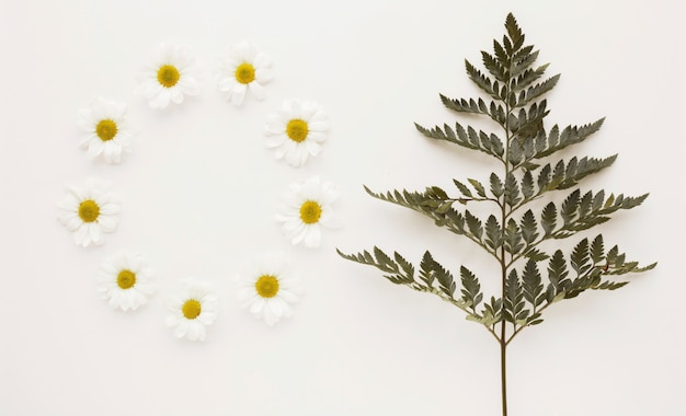 Circle of daisy flower buds near plant twig