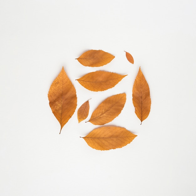 Free photo circle from autumn leaves