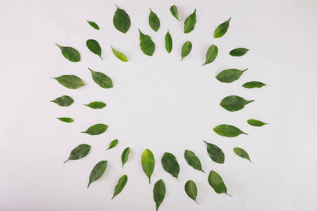 Circle from green leaves