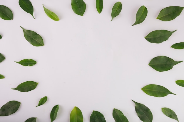 Circle in green leaves