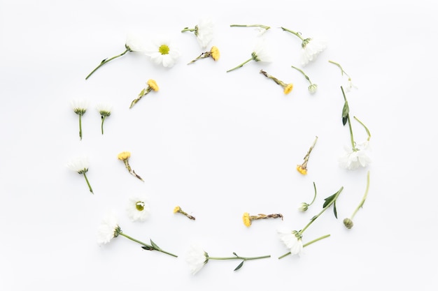 Free photo circles from flower buds