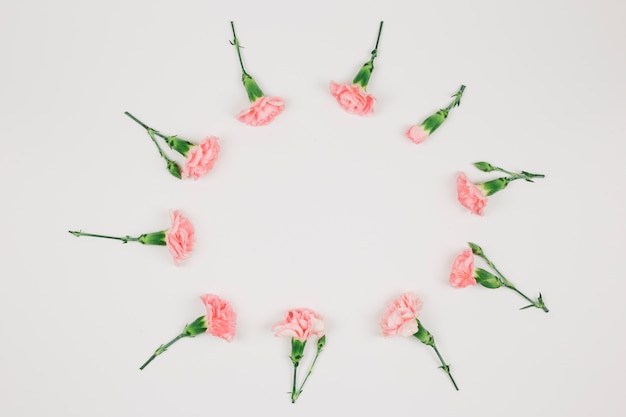 Circular carnations flower frame isolated on white background