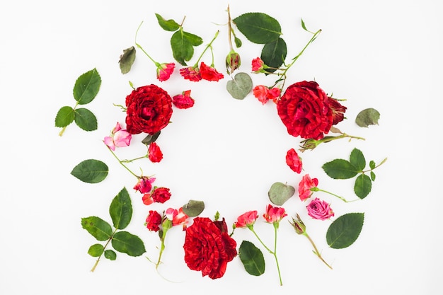 Circular frame made with red roses and leaves on white background