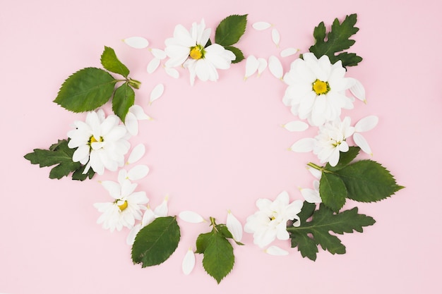 Circular frame made with white flowers and leaves on pink background