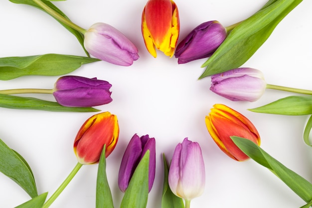 Круглая форма из разноцветных тюльпанов на белом фоне