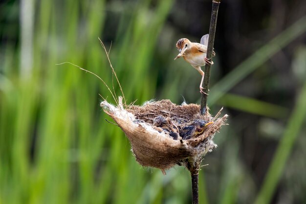 Птица Cisticola exilis кормит своих птенцов в клетке Детеныш птицы Cisticola exilis ждет еды от своей матери Птица Cisticola exilis на ветке