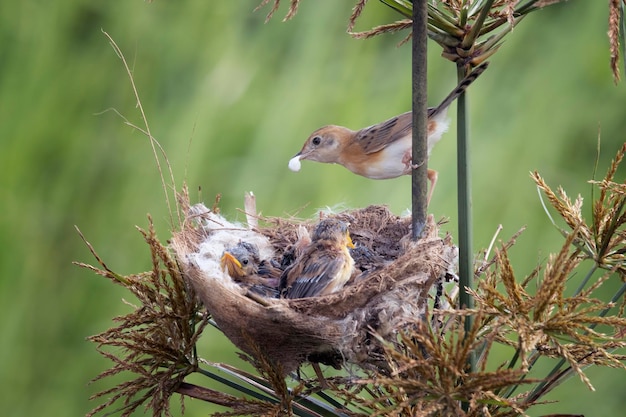 Cisticola exilis 새 새장에서 병아리에게 먹이를 주는 아기 Cisticola exilis 새가 어미의 먹이를 기다리고 있습니다. Cisticola exilis 새 나뭇가지에