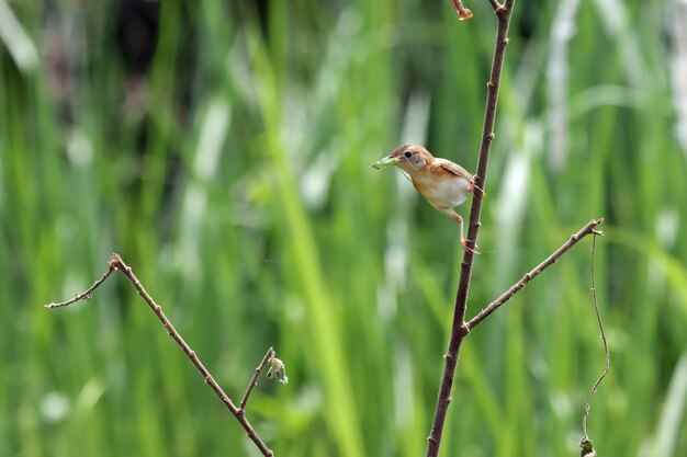 Cisticola exilis 새 새장에서 병아리에게 먹이를 주는 아기 Cisticola exilis 새가 어미의 먹이를 기다리고 있습니다. Cisticola exilis 새 나뭇가지에