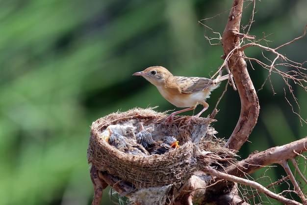 檻の中でひよこに餌をやるCisticolaexilis鳥赤ちゃんCisticolaexilis鳥は母親からの餌を待っています