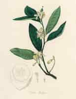 Free photo citron (citrus medica) illustration from medical botany (1836)