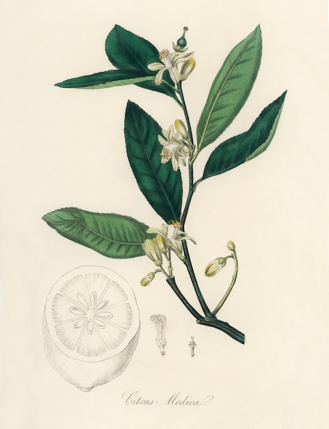 Citron (Citrus medica) Иллюстрация из медицинской ботаники (1836)