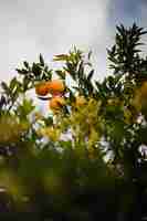 Free photo citrus fruits on a branch