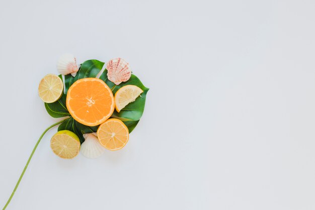 Citrus fruits with sea shells on palm leaf