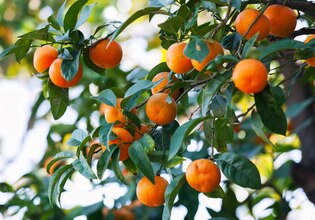 Albero di arancio