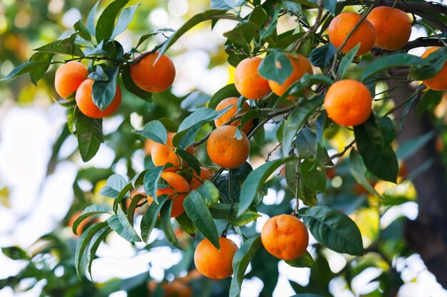 果樹園の柑橘類の木