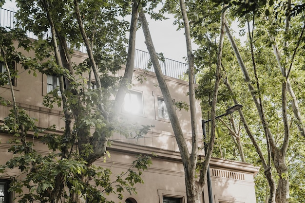 Foto gratuita edificio della città e alberi con luce solare