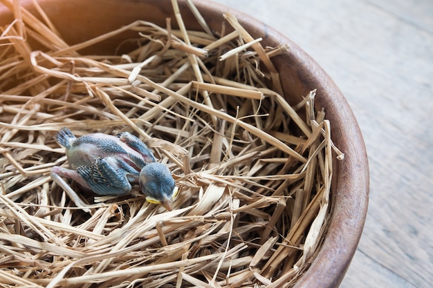 Free photo city young dead environment baby newborn