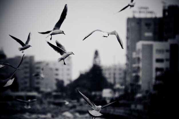 Cityscape with seagulls. Black and white photo with film grain effect