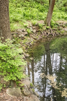 숲 공원에 자갈이 늘어서 있는 깨끗하고 잔잔한 숲 호수