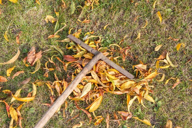 가을에는 오래된 갈퀴로 잔디를 청소하고 마른 잎을 모으십시오. 평면도.