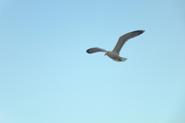 In a clear blue sky a lone gull flies