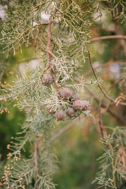 Clos-up of green fir branches