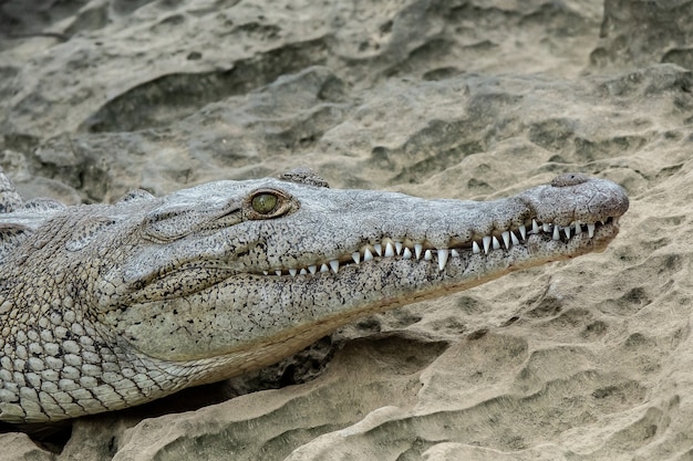 Foto gratuita inquadratura ravvicinata di una parte della testa di un coccodrillo messa sulla sabbia