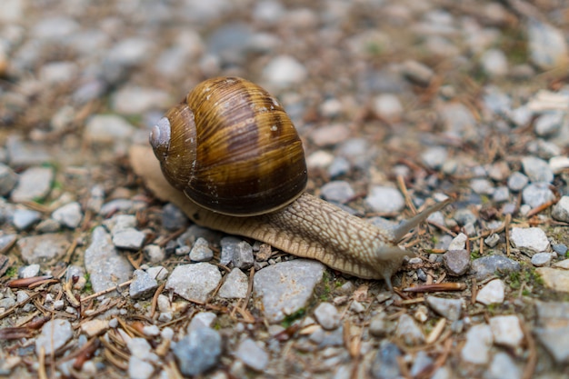 Close caption of a snail walking on small rocks in wildlife