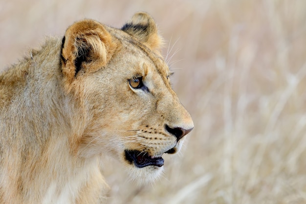 Закройте лев в национальном парке кении, африка