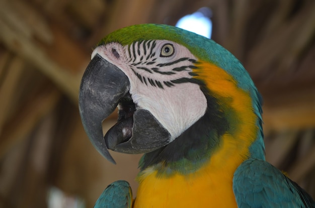 A close look at the face of a blue and gold macaw bird.