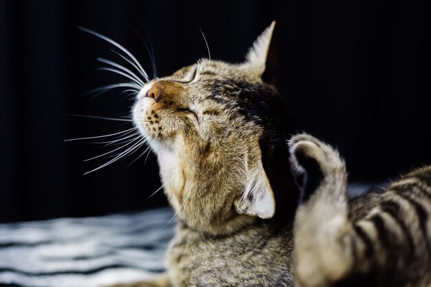 얼룩말 담요에 편안한 아름다운 벗겨진 고양이의 초상화를 닫습니다