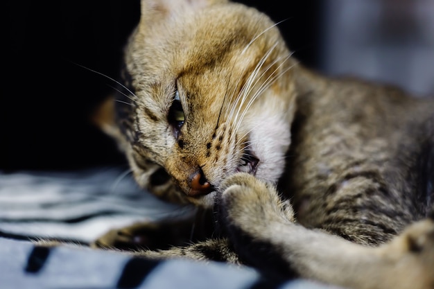 얼룩말 담요에 편안한 아름다운 벗겨진 고양이의 초상화를 닫습니다