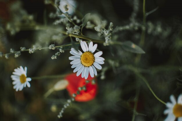 Close range shot of a white flower with blurred background