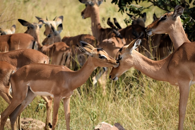 Close shot of a baby deer near its mother in a dry grassy field with a blurred