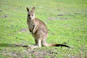 Free photo close shot of a baby kangaroo standing on a grassy field with a blurred background