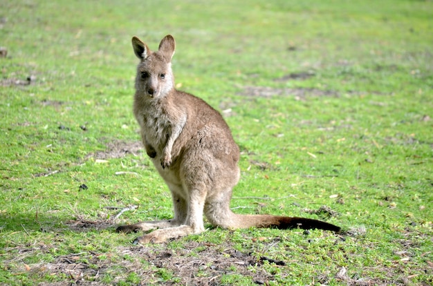 Close shot of a baby kangaroo standing on a grassy field with a blurred background