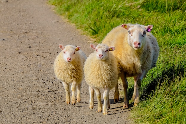 晴れた日に芝生のフィールドの近くの母親と一緒に歩いて赤ちゃん羊のショットを閉じる