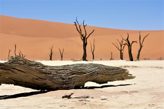 Free photo close shot of a broken camel thorn tree in the desert with sand dunes and a clear sky