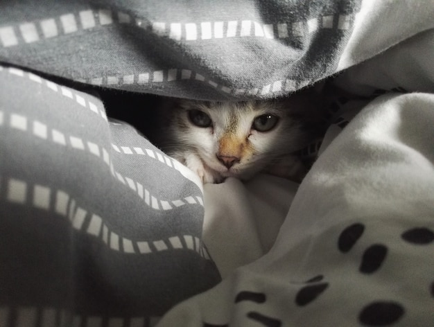 Close shot of a cute cat laying and looking from between the blankets on the bed