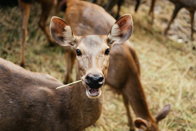 Close shot of a deer eating