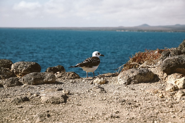 Close shot of a gull with a black beak standing on a cliff with a blurred sea