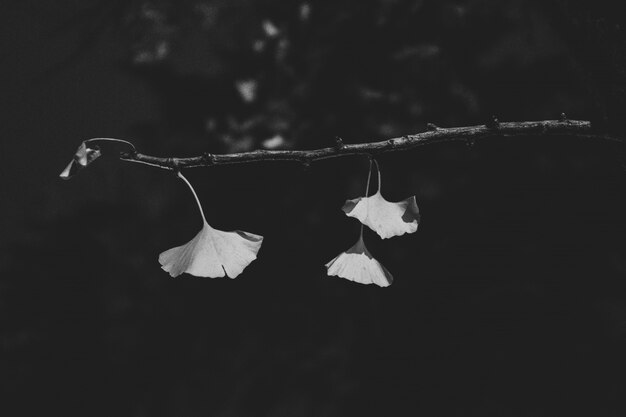 Close shot of leaves on the branch with a blurred background in black and white