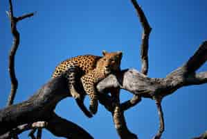 Free photo close shot of a leopard laying on a tree with blue sky in the background